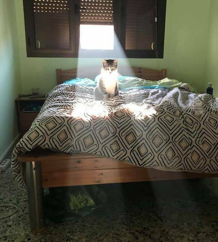 Cats Proving Theyre Heaven-Sent