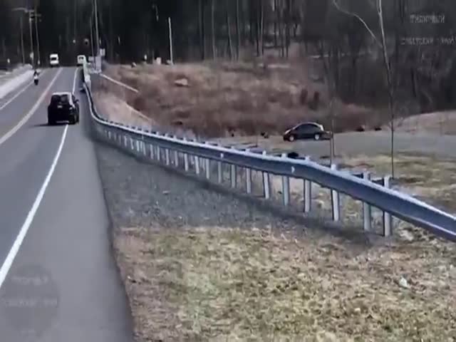 Mother Bear Decided To Cross The Road With Her Cub