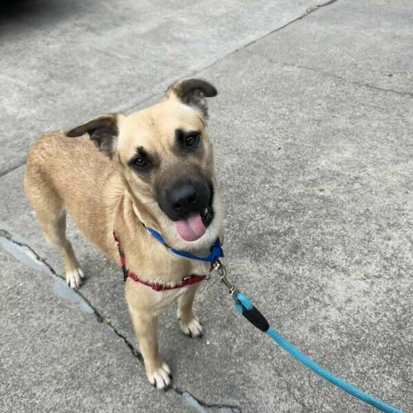 Heartwarming Rescue Pet Photos After Finding Their Forever Homes (49