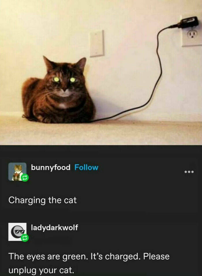 Laugh-Out-Loud Animal Memes That Will Have You Howling