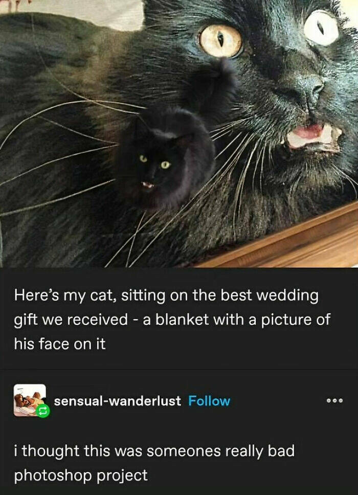 Laugh-Out-Loud Animal Memes That Will Have You Howling