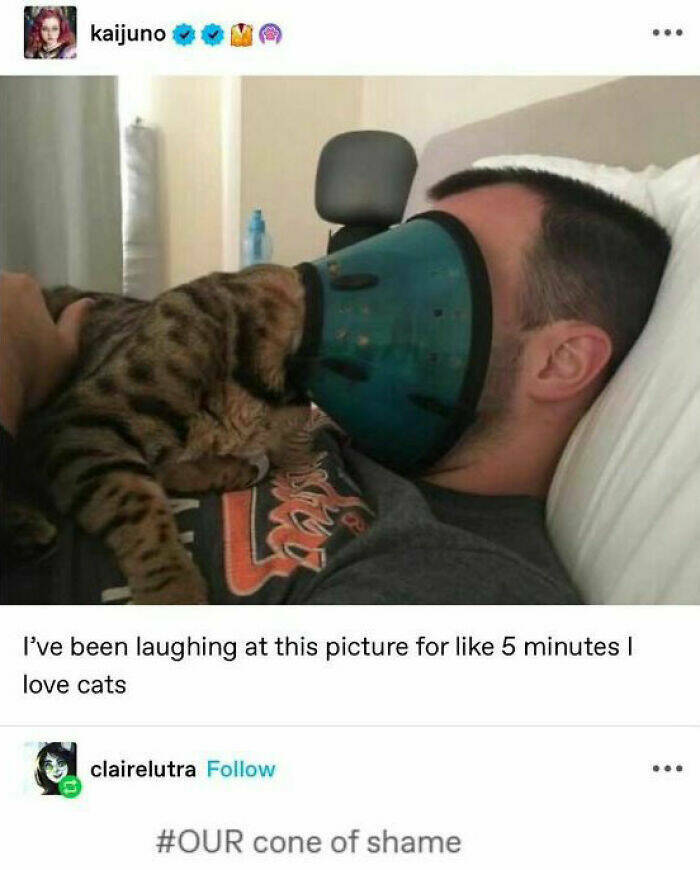 Laugh-Out-Loud Animal Memes That Will Have You Howling