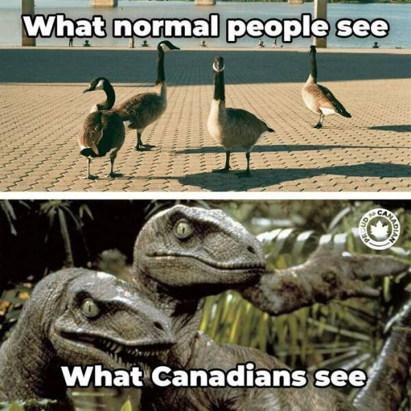 Oh, Canada! Memes That Capture The True North