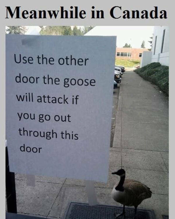 Oh, Canada! Memes That Capture The True North