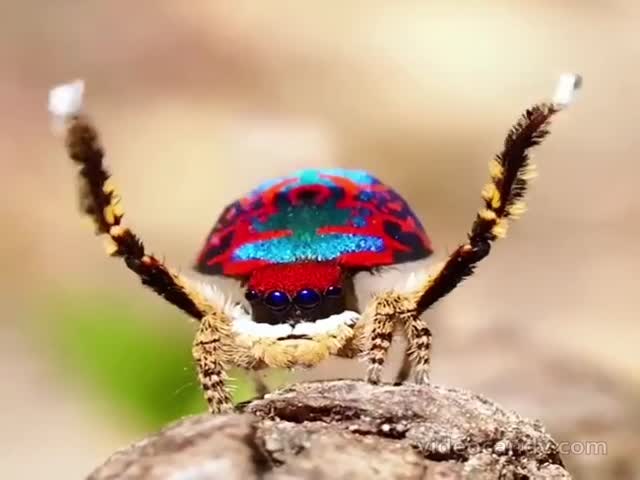 A Peacock Spider Who Loves To Dance