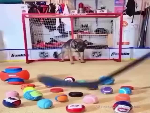 Hockey Players Dog