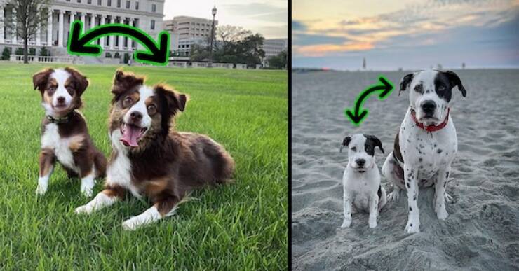 Artists Photoshops Adorable Puppy Version Of Dogs
