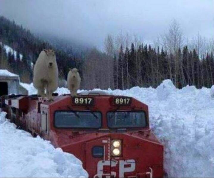 All Aboard! Fascinating Train Facts You Need To Know