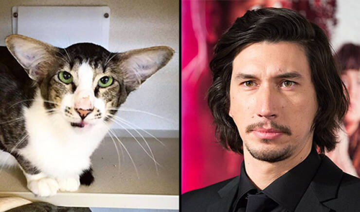 Celebs And Their Cute Animal Lookalikes