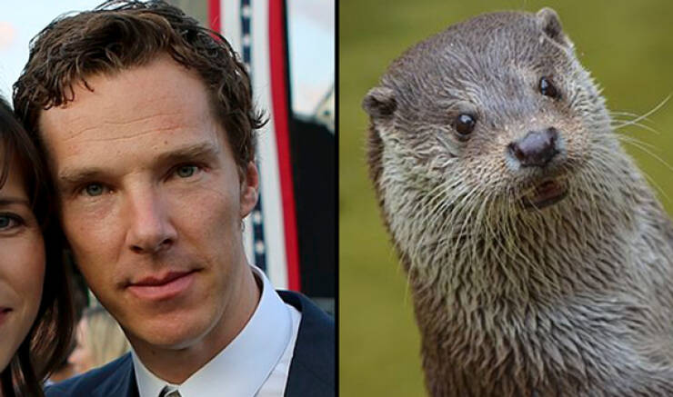 Celebs And Their Cute Animal Lookalikes