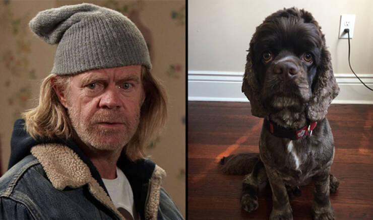 Celebs And Their Cute Animal Lookalikes