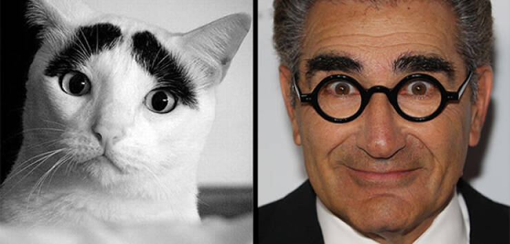 Celebs And Their Cute Animal Lookalikes