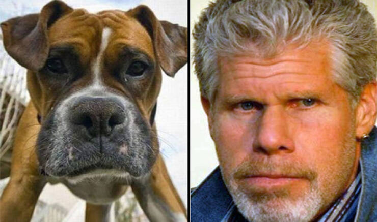 Celebs And Their Cute Animal Lookalikes