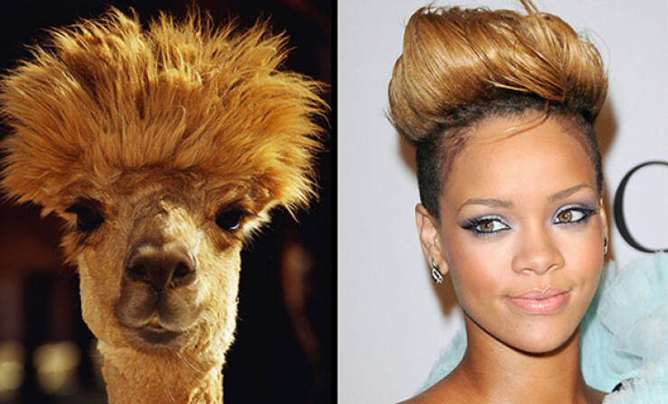 Celebs And Their Cute Animal Lookalikes