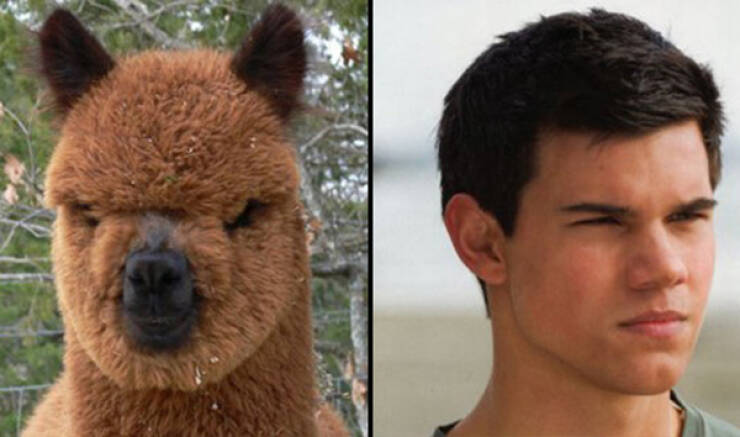 Celebs And Their Cute Animal Lookalikes