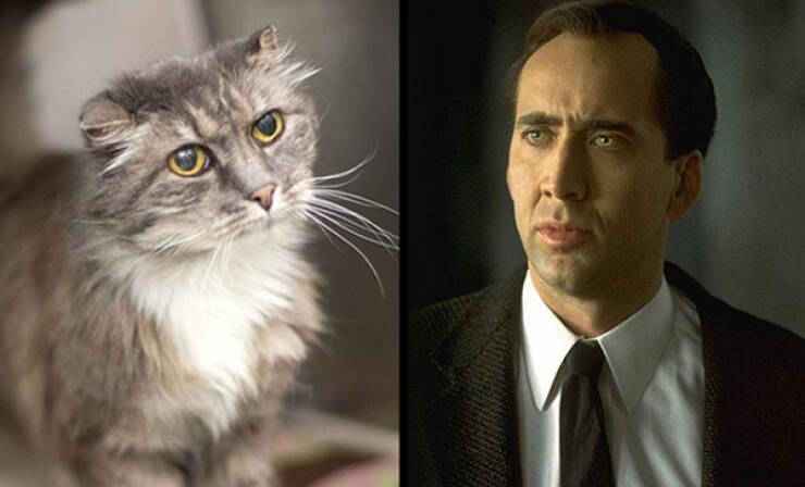 Celebs And Their Cute Animal Lookalikes