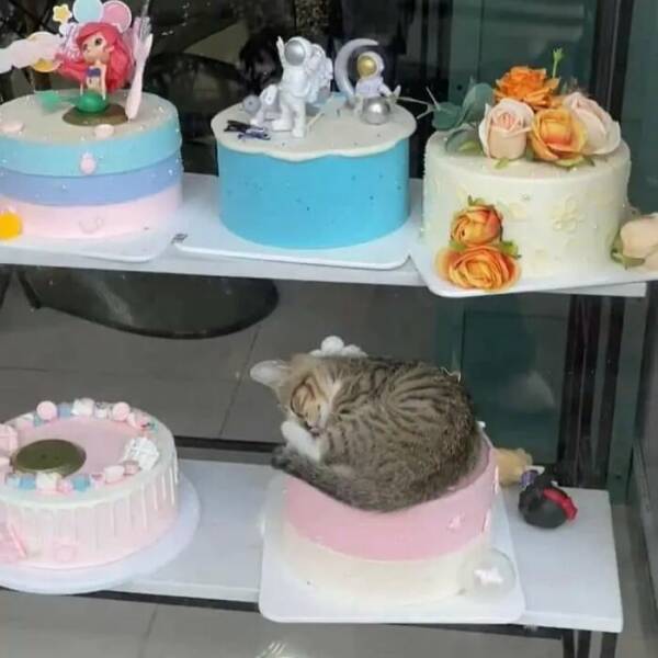Hilarious And Cute Cat Moments Captured In Memes