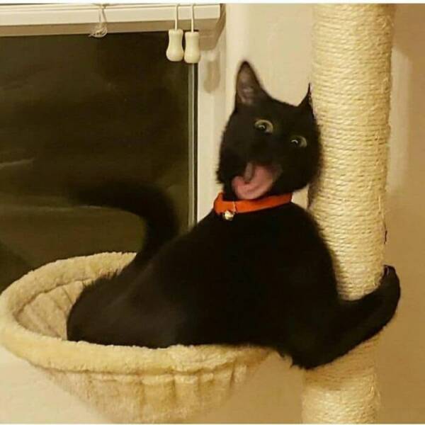 Hilarious And Cute Cat Moments Captured In Memes