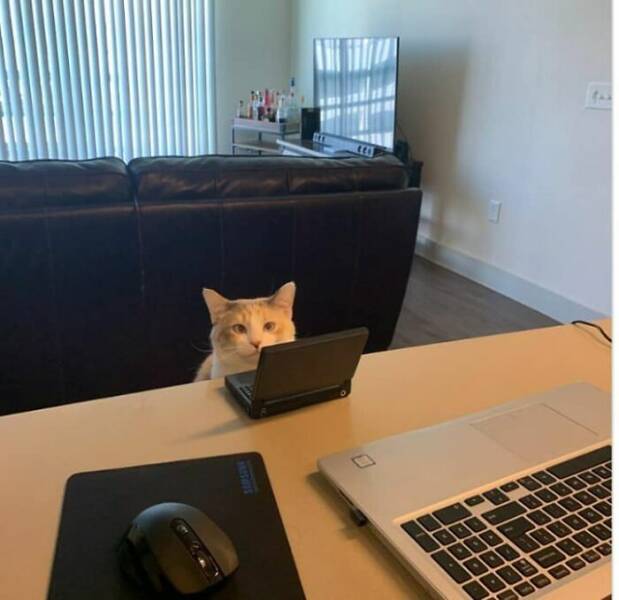 Hilarious And Cute Cat Moments Captured In Memes