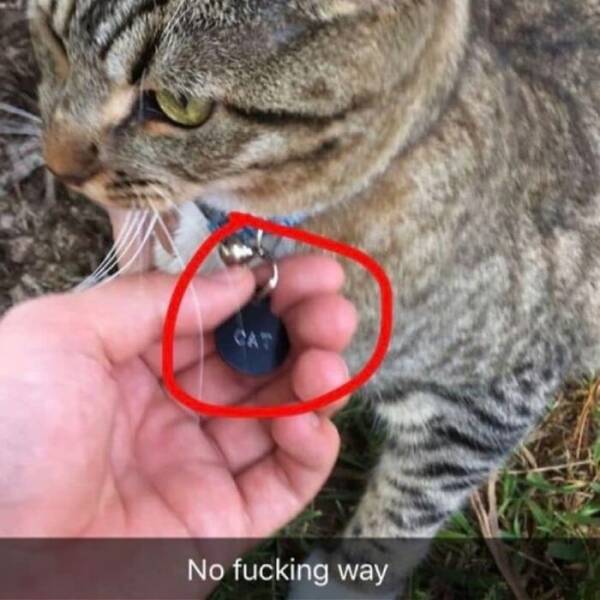 Hilarious And Cute Cat Moments Captured In Memes