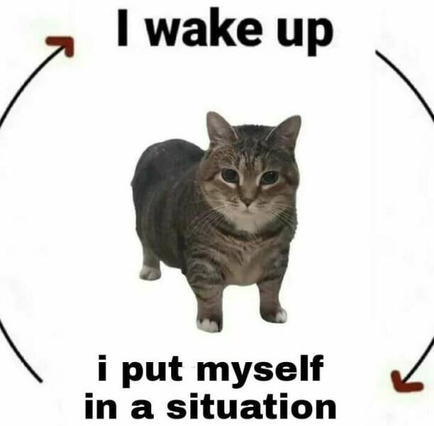 Hilarious And Cute Cat Moments Captured In Memes