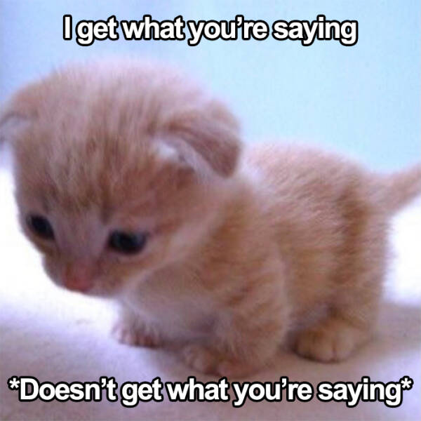 Hilarious And Cute Cat Moments Captured In Memes