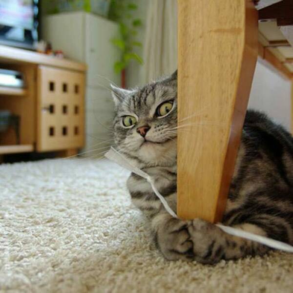 Hilarious And Cute Cat Moments Captured In Memes