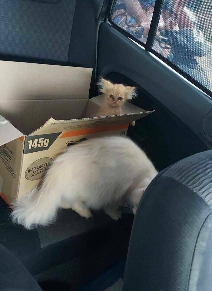 Hilarious And Cute Cat Moments Captured In Memes