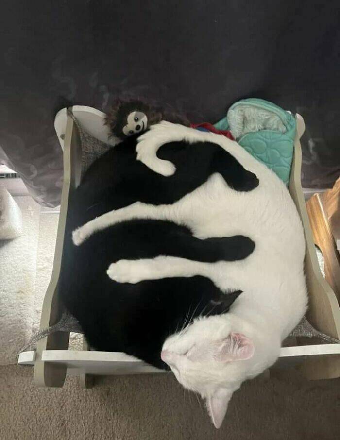 Hilarious And Cute Cat Moments Captured In Memes