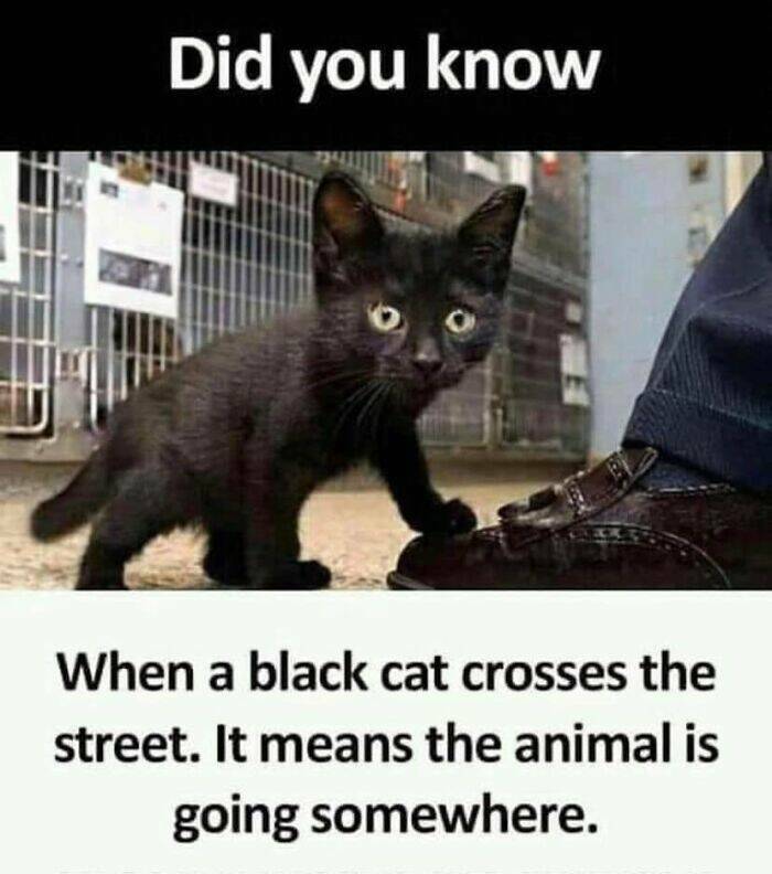Hilarious And Cute Cat Moments Captured In Memes