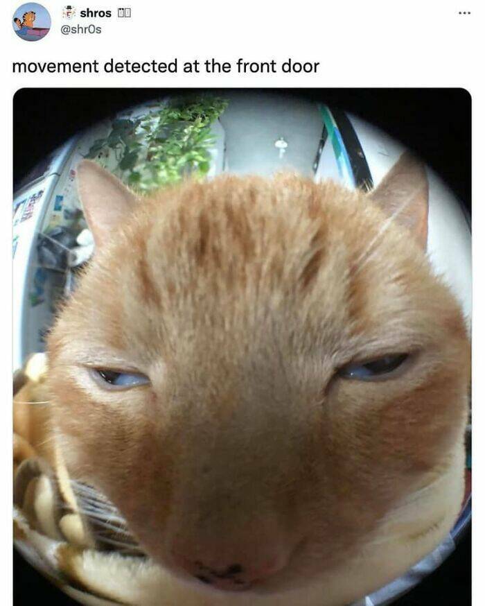 Hilarious And Cute Cat Moments Captured In Memes