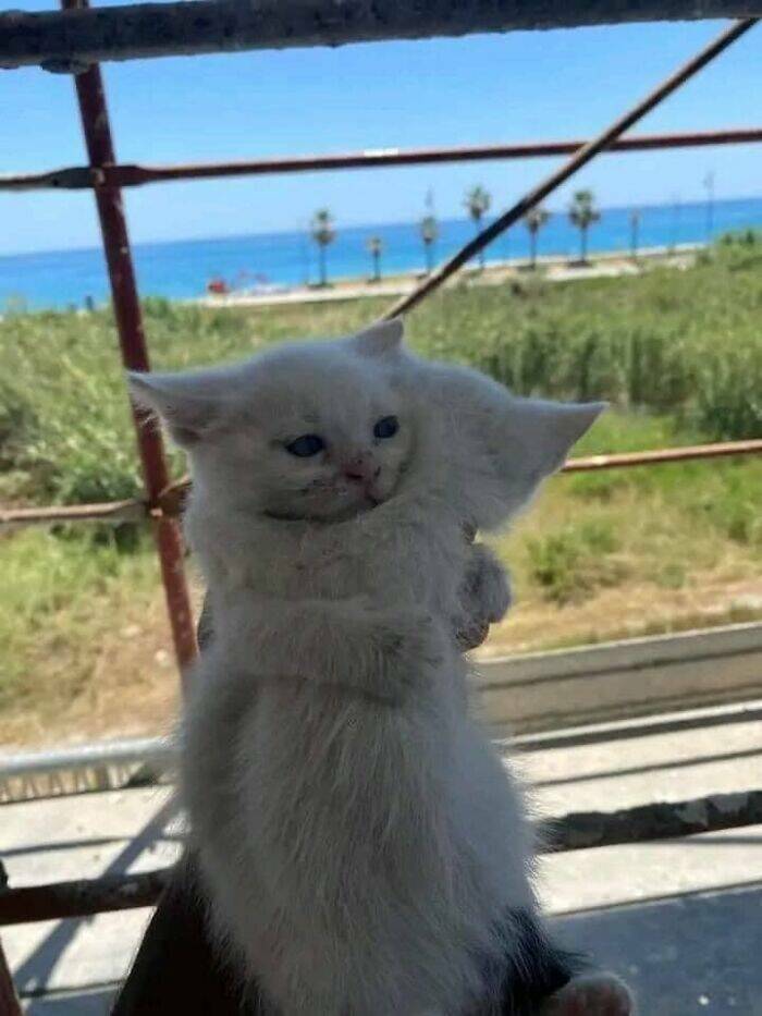 Hilarious And Cute Cat Moments Captured In Memes