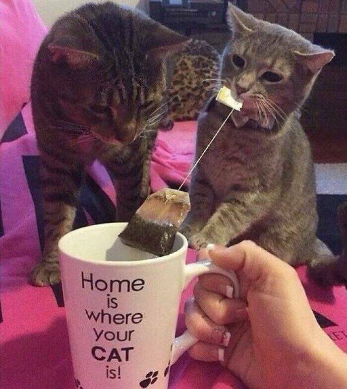 Hilarious And Cute Cat Moments Captured In Memes