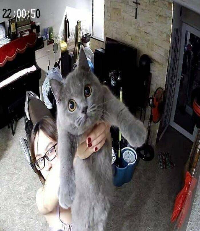 Hilarious And Cute Cat Moments Captured In Memes
