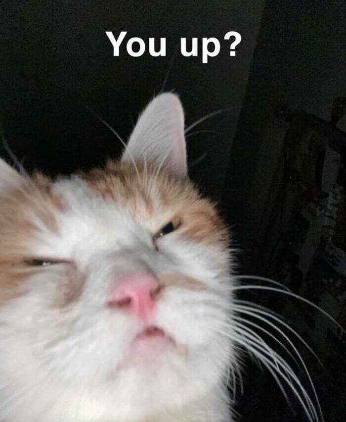 Hilarious And Cute Cat Moments Captured In Memes