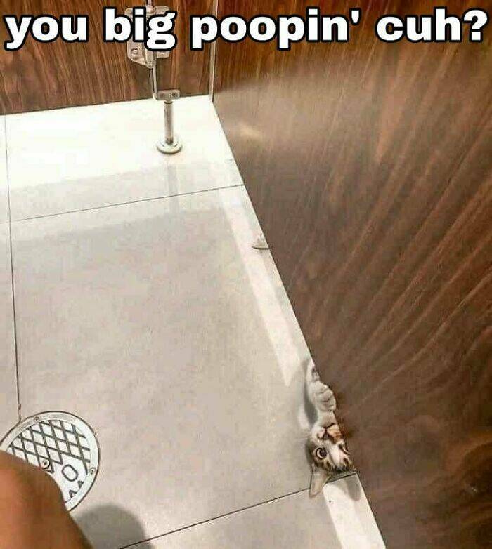 Hilarious And Cute Cat Moments Captured In Memes