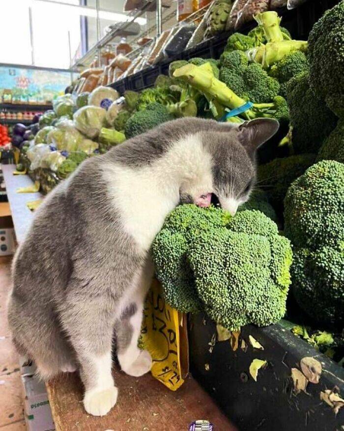 Hilarious And Cute Cat Moments Captured In Memes