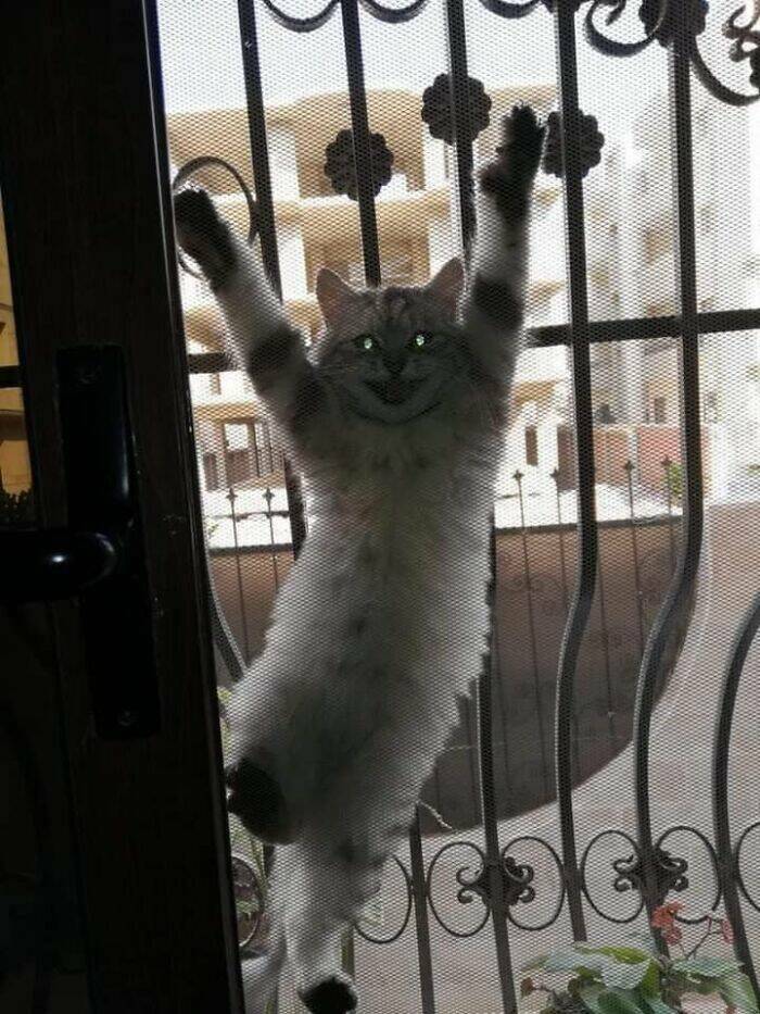 Hilarious And Cute Cat Moments Captured In Memes