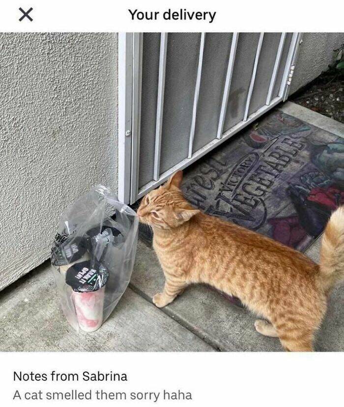 Hilarious And Cute Cat Moments Captured In Memes