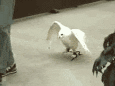 Daily Gifdump
