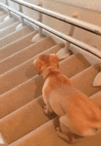 Funniest Fails Ever