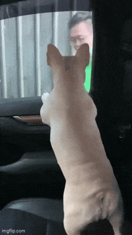 Morning Gifdump