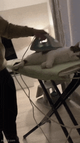 Morning Gifdump
