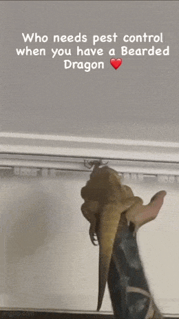 Morning Gifdump
