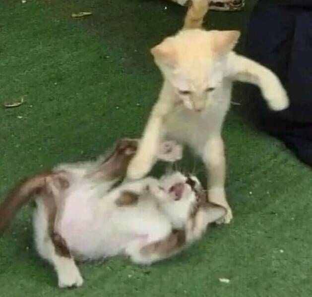 Animals Unleashing Their Inner Goblin