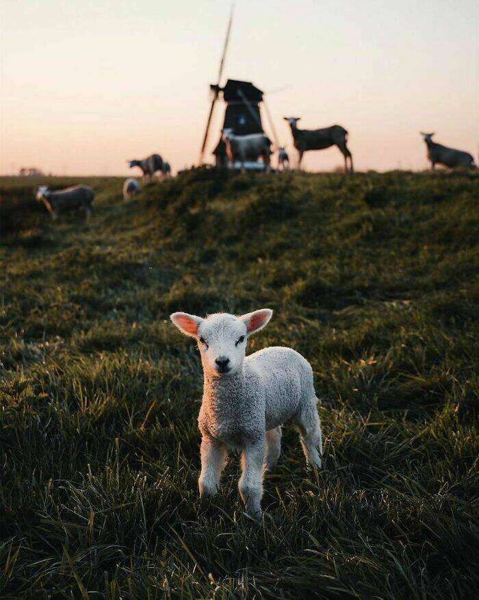 Stunning Photos Showcasing The Beauty Of The Netherlands