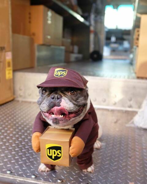 UPS Drivers Meet The Cutest Dogs