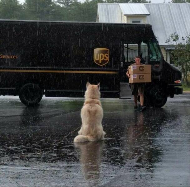 UPS Drivers Meet The Cutest Dogs