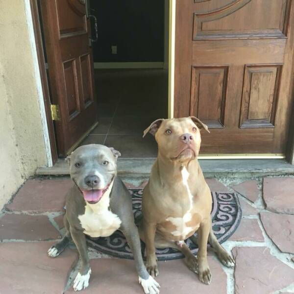 UPS Drivers Meet The Cutest Dogs