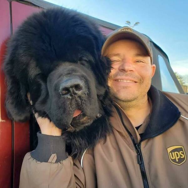 UPS Drivers Meet The Cutest Dogs